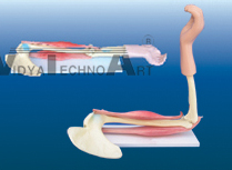 The model of elbow joint